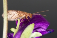 (Neuroptre - Hemerobiidae - Micromus angulatus)